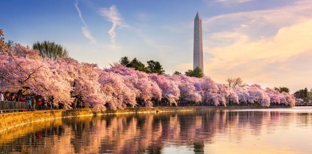Washington Monument – Federal Contracting Year-End Guide Washington Monument with cherry blossoms in full bloom along the Tidal Basin in Washington, D.C., at sunset.