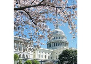 Blg Featured Image Capitol Building with Cherry Blossoms