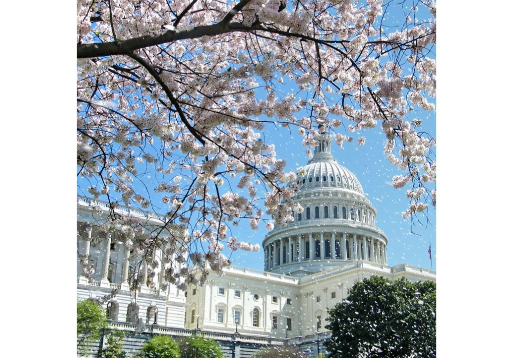 Blg Featured Image Capitol Building with Cherry Blossoms